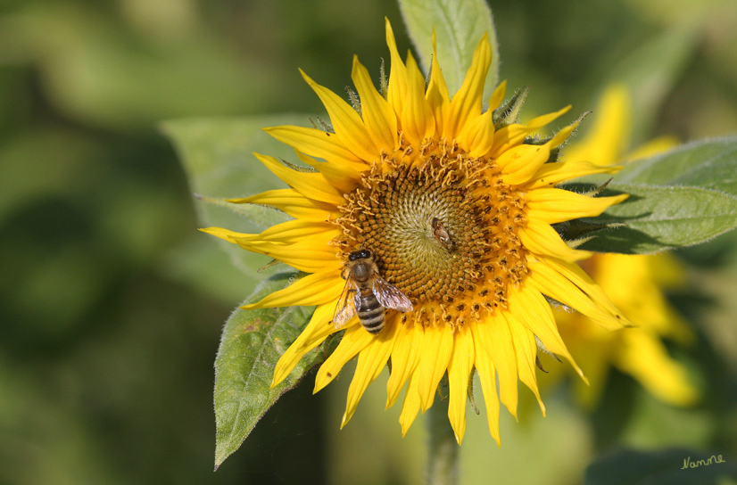 Spätsommergrüße
Sonnenblume mit Biene
Schlüsselwörter: Sonnenblume     Biene