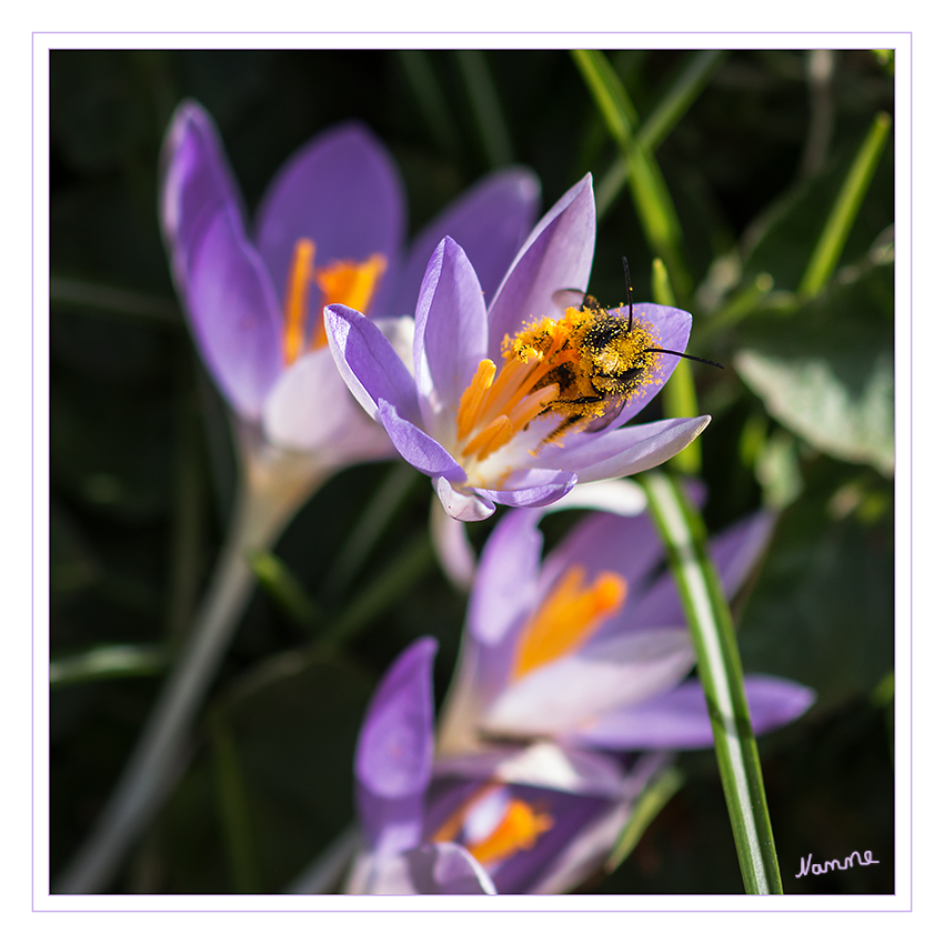 Kaum scheint die Sonne
schon geht der Stress los.
Schlüsselwörter: Krokus Biene Blütenstaub