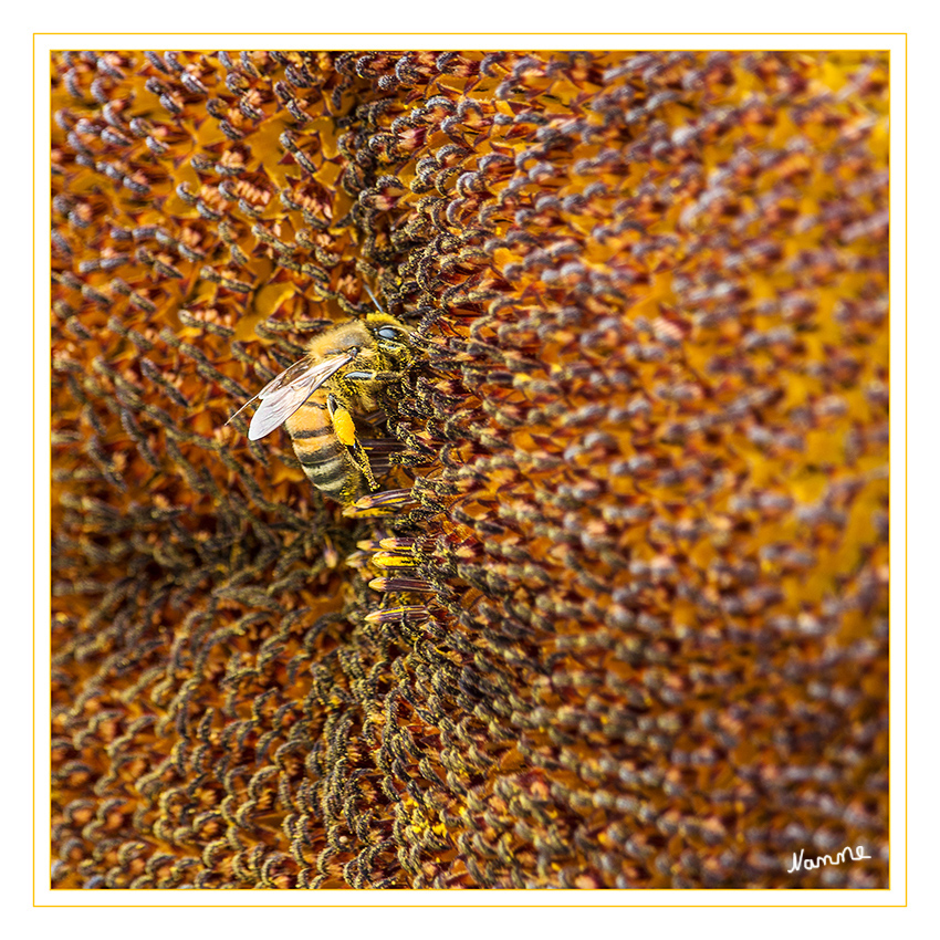Reste einsammeln
Biene auf Sonnenblume
Schlüsselwörter: Biene Sonnenblume