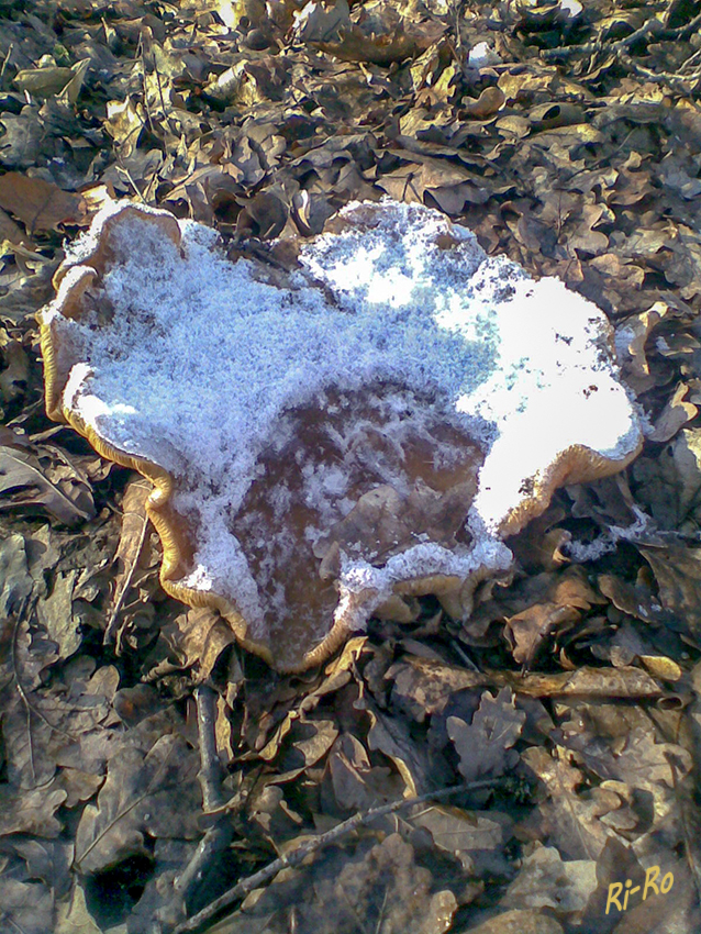 Winterpilz
Der Pilz hat den Sturm, Schnee u. ersten Frost schon überstanden
Schlüsselwörter: Pilze, Pilz