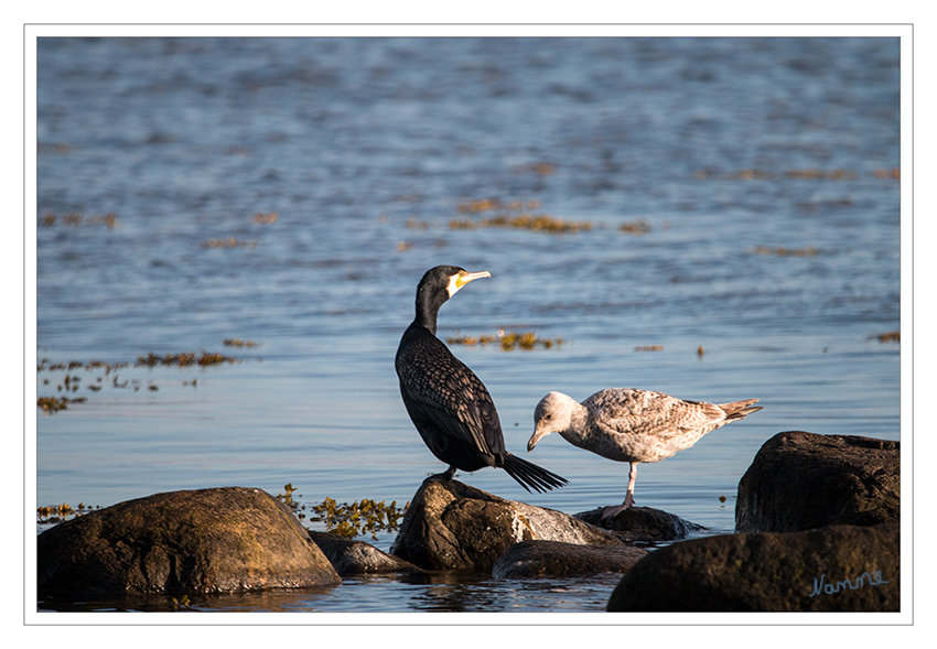 Kormoran und Jungmöwe
morgens am Strand von Binz 
Schlüsselwörter: Rügen, Binz, Strand