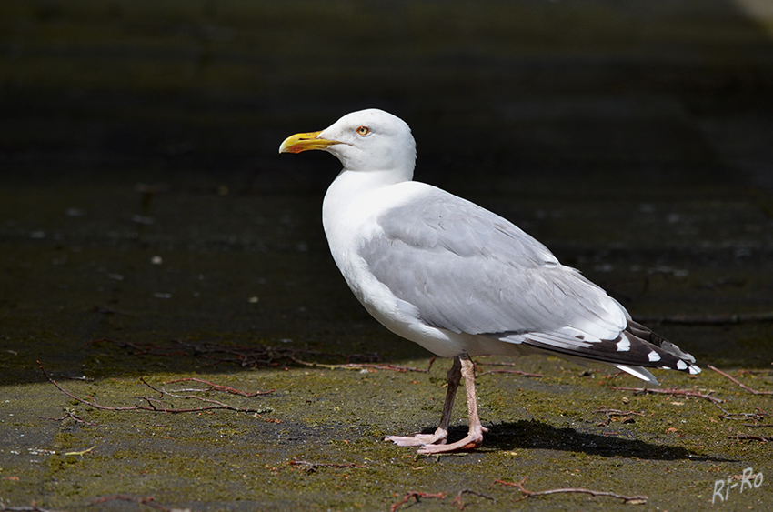 Möwe wartet aufs Frühstück
Möwen sind mittelgroße bis große Vögel. Sie besitzen relativ lange und schmale, spitze Flügel und kräftige, schlanke Schnäbel mit leicht nach unten gekrümmtem Oberschnabel. Die drei nach vorn gerichteten Zehen sind durch Schwimmhäute verbunden, eine vierte, sehr kurze, Zehe zeigt nach hinten oder fehlt bei einigen Arten. laut Wikipedia
Schlüsselwörter: Rügen, Binz, Möwe