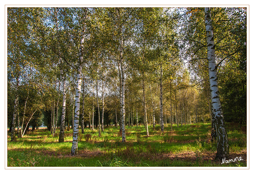 Birkenwäldchen
bereit für den Herbst
Schlüsselwörter: Birken Wald