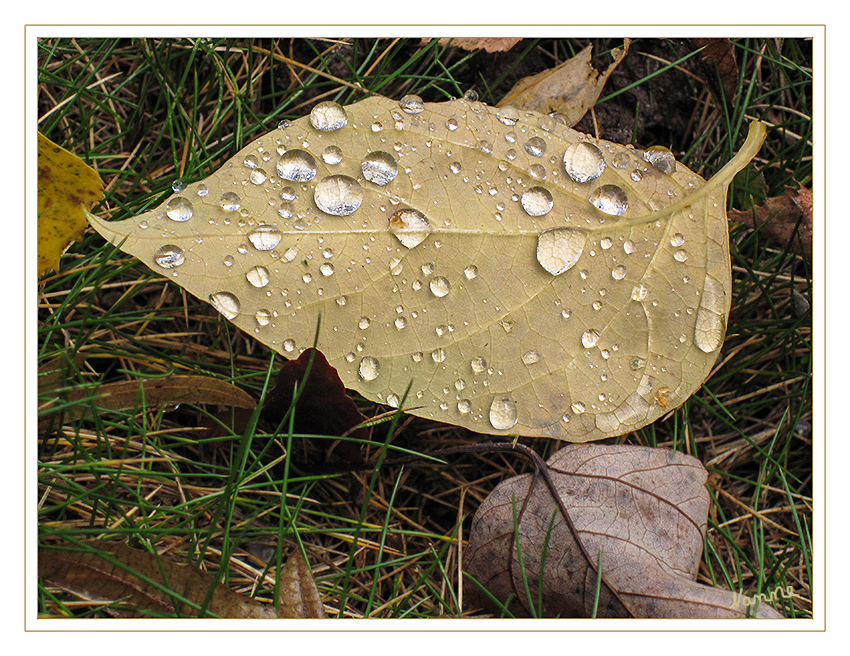 Herbstcoloration
Schlüsselwörter: Blatt