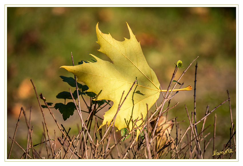 Tschüß Sommer
Schlüsselwörter: Blatt