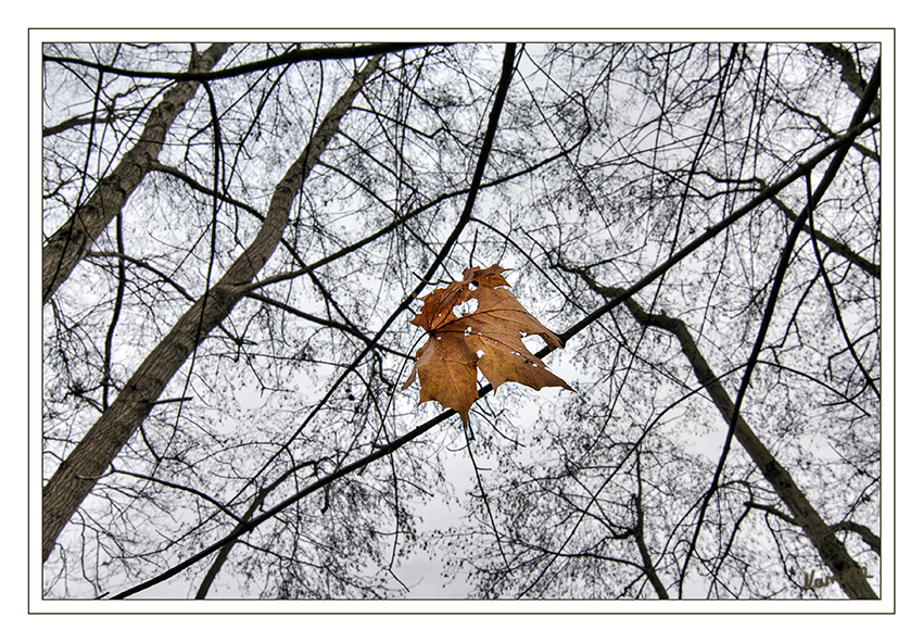 Alone
Was vom Herbst so übrig ist. :)
Hatte sich in den Ästen verfangen.
Schlüsselwörter: Blatt