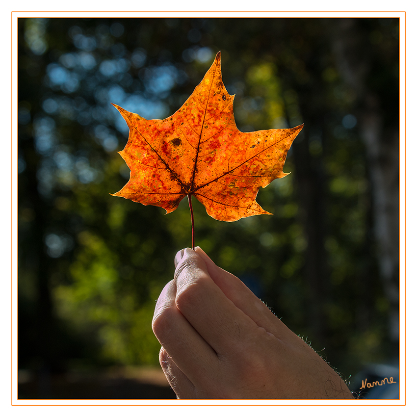 Goldener Oktober
Die helfende Hand setzte das Blatt ins rechte Licht
Schlüsselwörter: Blatt