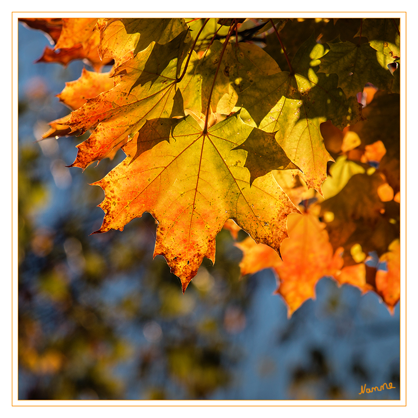 Goldener Oktober
Das Rotfärben des Blattes hängt mit dem Abziehen des Chlorophylls aus dem Blatt zusammen. Für den Transport in Äste und Zweige braucht der Baum Stoffe, die der Biologe Enzyme nennt. Diese Enzyme sind empfindlich: Sie vertragen Licht nicht gut. Der rote Farbstoff schützt die Enzyme, während sie die wichtigen Teile des Chlorophylls in die Pflanze bringen.
laut kids.t-online.de
Schlüsselwörter: Blatt Blätter bunt