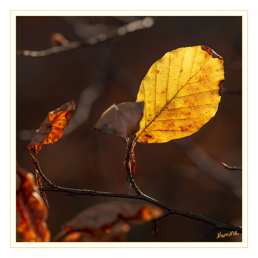 47 - Im Gegenlicht 
der Novembersonne
Schlüsselwörter: Sonne, Blätter, Herbst