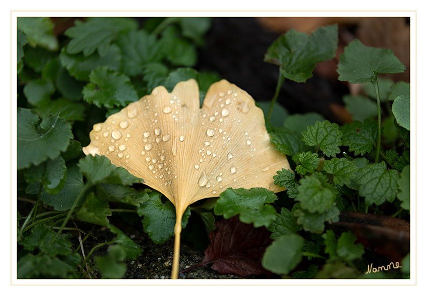 48 - Novemberregen
Schlüsselwörter: Blatt, Tropfen, Regen