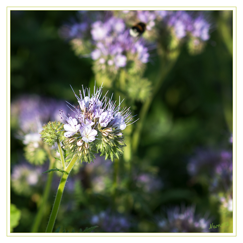 Blau
Phacelia eignet sich sehr gut als Gründüngungspflanze. Mit ihrem dichten Wurzelsystem nutzt sie die Nährstoffvorräte im Boden gut aus und übergibt sie nach Verrottung leicht an die Nachfolgefrucht. Sie hinterlässt eine dicht durchwurzelte, gare Krume. Die feingliedrigen Blätter führen zu einer sehr guten Bodenbeschattung und wirksamen Unkrautunterdrückung. 
laut Wikipedia
Schlüsselwörter: Phacelia blau