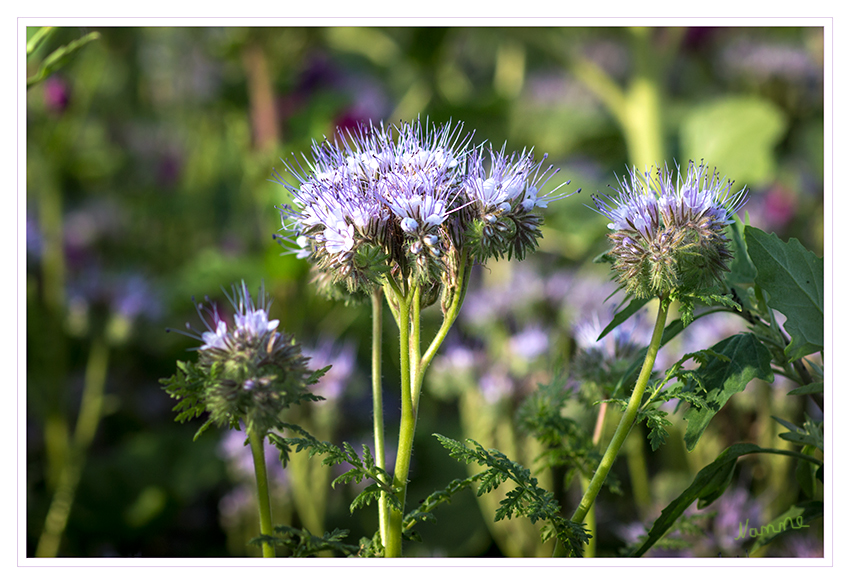 Blau
Die Gattung Phacelia gehört zur Unterfamilie der Wasserblattgewächse (Hydrophylloideae) in der Familie der Raublattgewächse (Boraginaceae). Umgangssprachlich sind auch Bezeichnungen wie Bienenweide, Bienenfreund, Büschelschön oder Büschelblume verbreitet. Der Gattungsname leitet sich von griechisch phakelos für Büschel ab.
laut Wikipedia
Schlüsselwörter: Phacelia blau