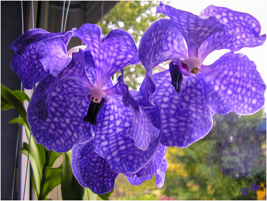Raratät in blau
diese Orchidee gehört zur Gruppe der Vanda.
Schlüsselwörter: Blau Orchidee