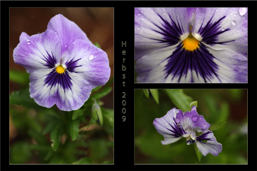 Herbstlich
Als Stiefmütterchen bezeichnet man eine Gruppe von Arten aus der Gattung der Veilchen (Viola) innerhalb der Familie der Veilchengewächse (Violaceae), die sich durch die gegenseitige Bedeckung der Blütenblätter auszeichnen: Das breite unterste Kronblatt, die „Stiefmutter“, bedeckt teilweise die seitlichen, die „Töchter“, und diese wiederum die beiden obersten, die „Stieftöchter“. Als weiteres gemeinsames Merkmal besitzen die Stiefmütterchen große Nebenblätter.
Schlüsselwörter: Stiefmütterchen