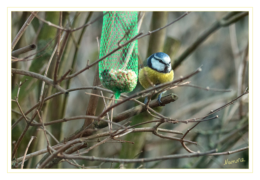 Blaumeise
am Winterfutter
Schlüsselwörter: Blaumeise