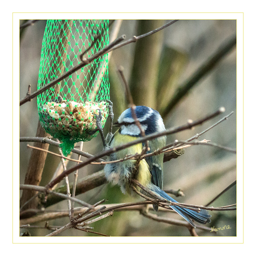 Blaumeise
am Winterfutter
Schlüsselwörter: Blaumeise