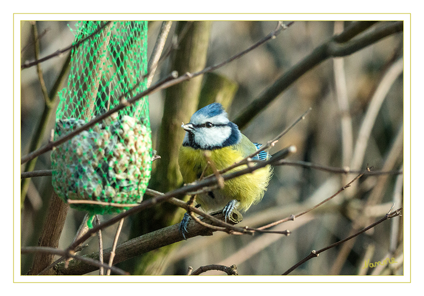 Blaumeise
Schlüsselwörter: Blaumeise; Vogel