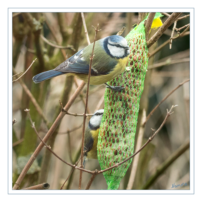 Blaumeisen
Beim Nahrungserwerb fällt die Blaumeise durch ihre Geschicklichkeit auf, sie kann sich an die äußersten Zweige klammern und auch kopfüber hängend nach Nahrung suchen. 
Schlüsselwörter: Blaumeise