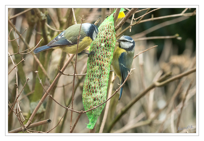 Blaumeise
Schlüsselwörter: Blaumeise; Vogel