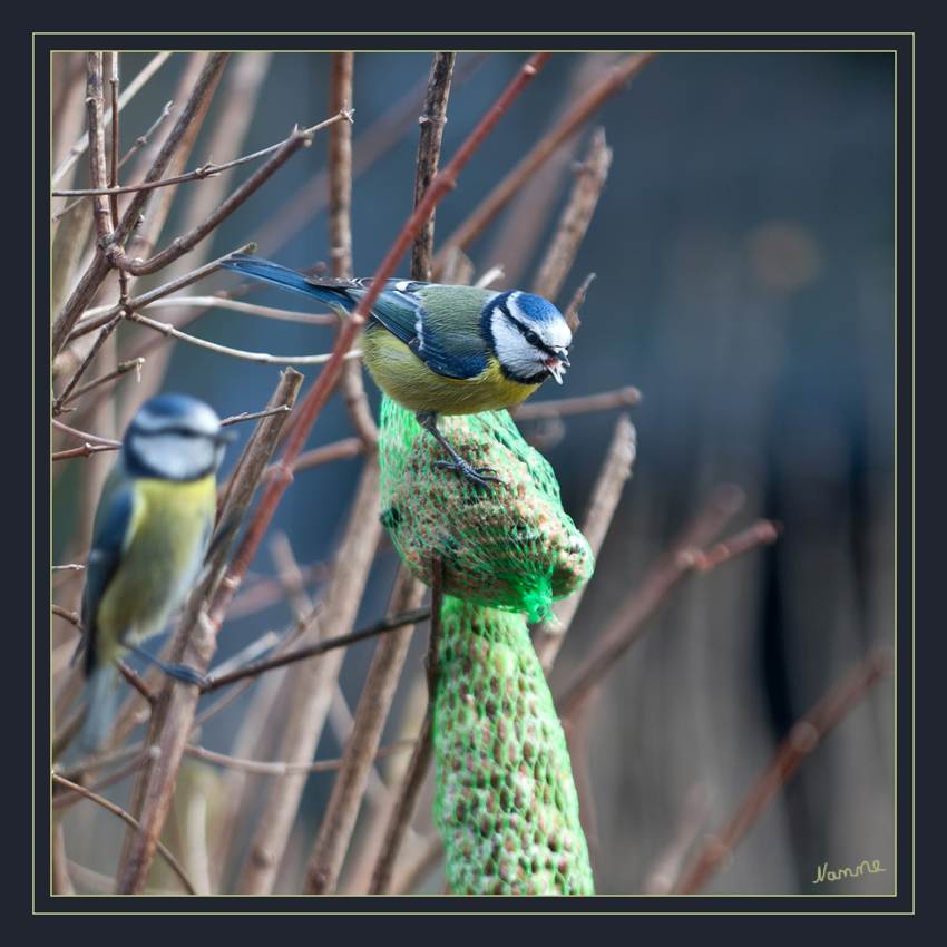 In Warteposition
Blaumeisen in unserem Garten
Schlüsselwörter: Blaumeisen