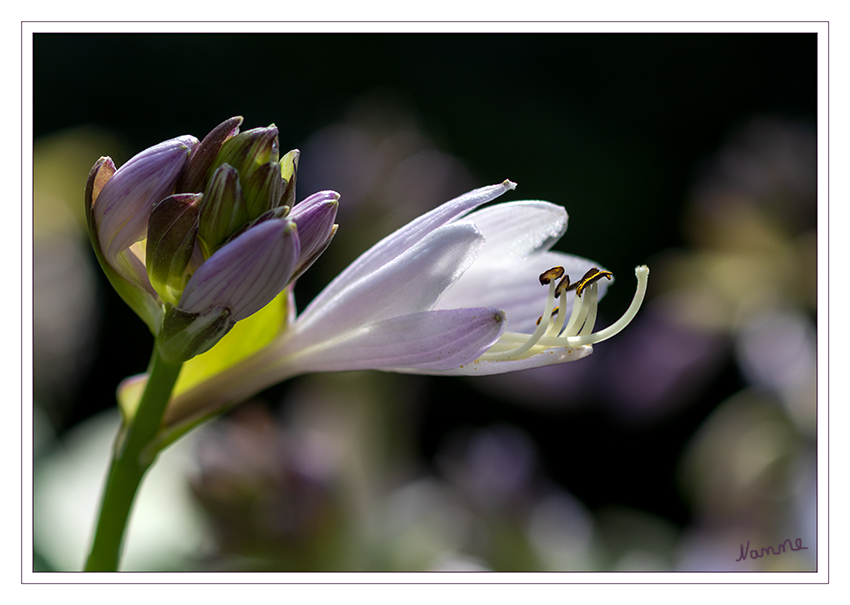 Blüte im Gegenlicht
Natürlich steht das abwechslungsreiche Laub der Funkie im Vordergrund, doch auch die Blüten sind erwähnenswert. Von Juli bis August bilden sich lange Stiele mit Trauben von Blüten, von denen einige sogar duften. Die Glöckchenblüten der Funkien sind meist lila, hell- oder dunkellila, aber es gibt auch einige weiße Sorten. laut gartenzauber
Schlüsselwörter: Funkie; Blüte
