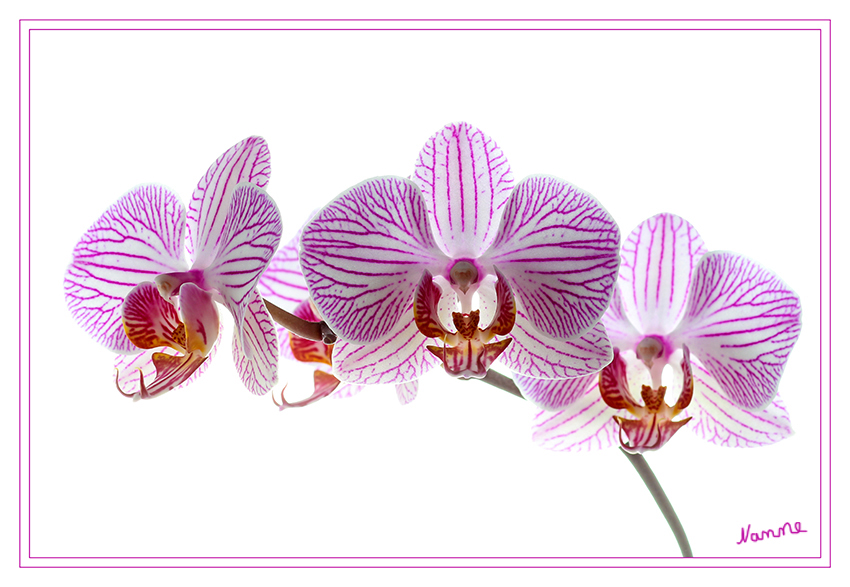 Gestreifte Orchidee
Schlüsselwörter: Pink, Orchidee