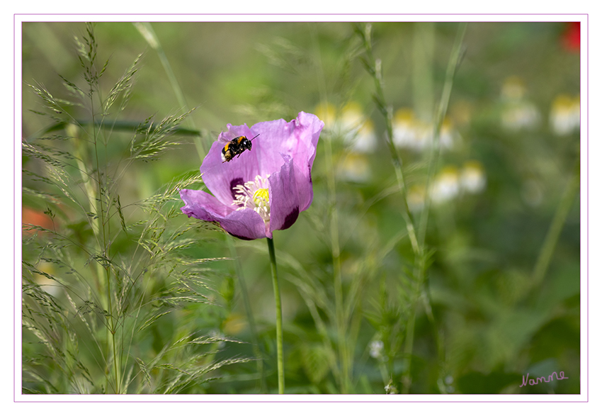 Bereit zur Landung
Auf der Wildblumenwiese am Wegesrand
Schlüsselwörter: Hummel, Wiese, Blumen, Wegesrand