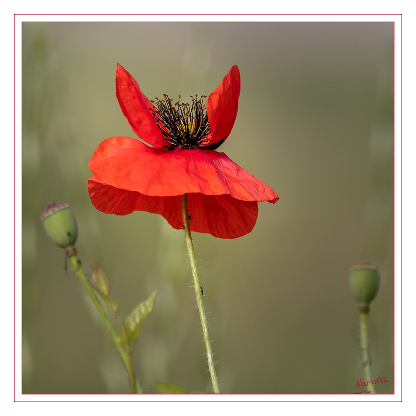 Die Schönheit in der Natur
Klatschmohn
Die Blütezeitdauert von Mai bis  Juni/Juli, wobei sich die einzelnen Blüten maximal drei Tage an der Pflanze halten, sich aber ständig erneuern. Die Wildpflanze schmückt sich mit auffälligen roten Schalenblüten mit schwarzer Mitte. laut mein-schoener-garten.
Schlüsselwörter: Klatschmohn