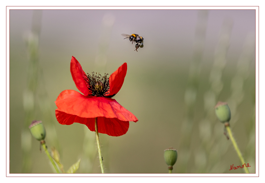 23 - Fertig zur Landung
Auf der Wildblumenwiese am Wegesrand
Schlüsselwörter: Hummel, Wiese, Blumen, Wegesrand