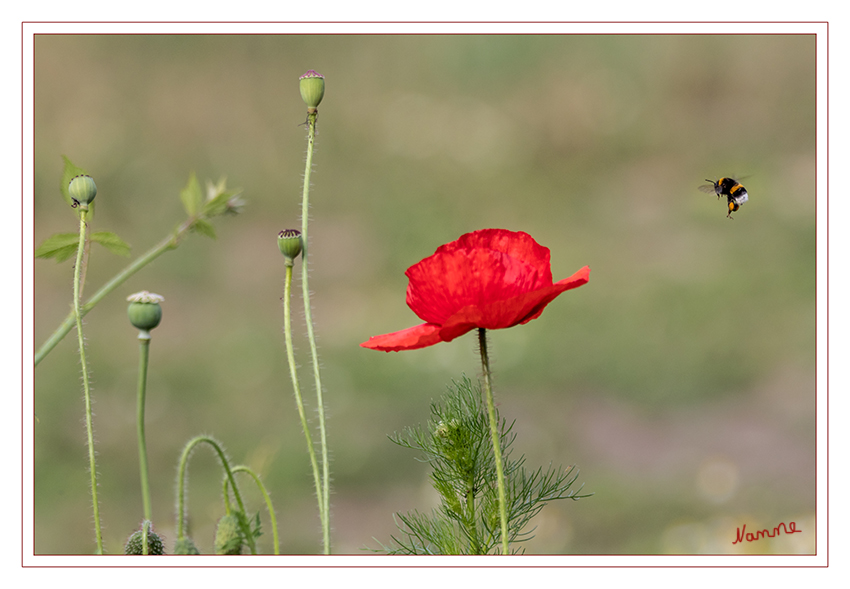 Ich komme....
Auf der Wildblumenwiese am Wegesrand
Schlüsselwörter: Hummel, Wiese, Blumen, Wegesrand