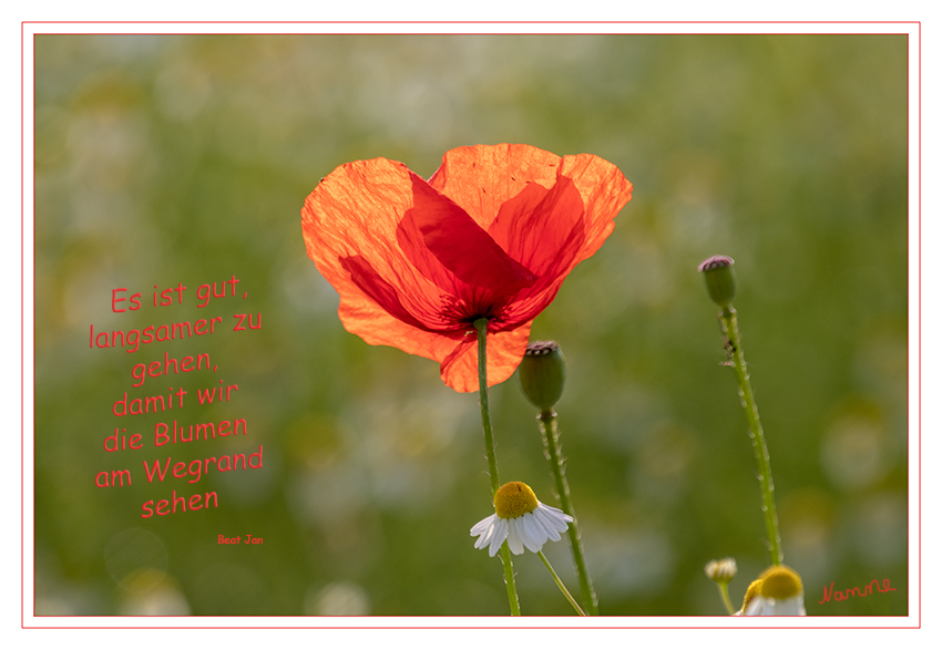 Eile mit Weile
Schlüsselwörter: Wiese, Klatschmohn, Wegesrand