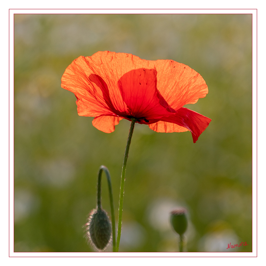 Rot-grün
Schlüsselwörter: Klatschmohn