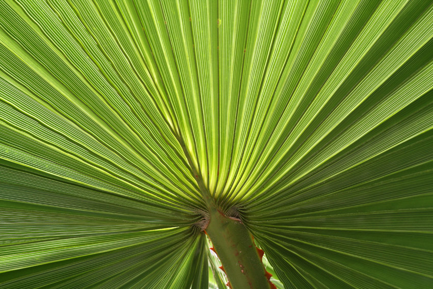 Palmblatt
im Gegenlicht
Schlüsselwörter: Palmblatt