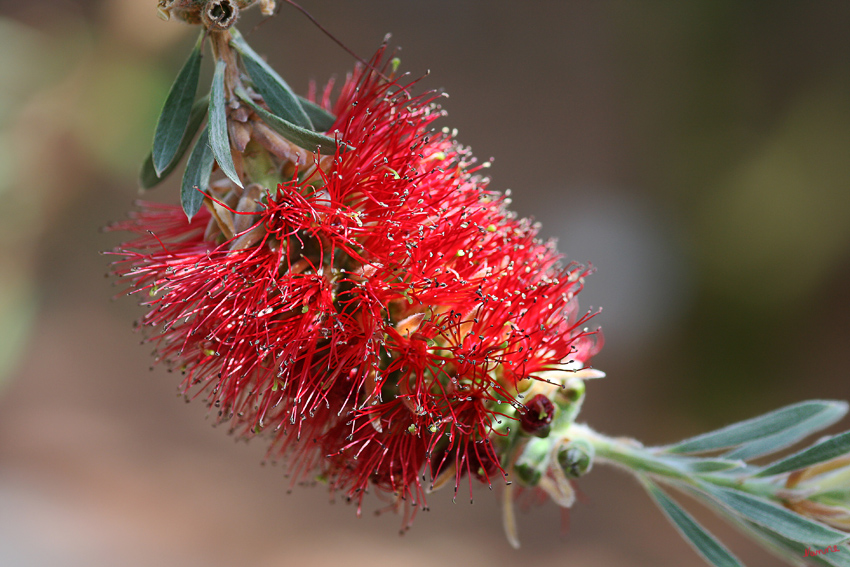 Kaminroter Zylinderputzer
Botanischer Garten Bochum

Die Heimat liegt in den südöstlichen, küstennahe Regionen Australiens.
Die Blütenstände sind 10-15 cm und erinnern an Flaschenbürsten.
Schlüsselwörter: Botanischer Garten    Bochum   Kaminroter Zylinderputzer