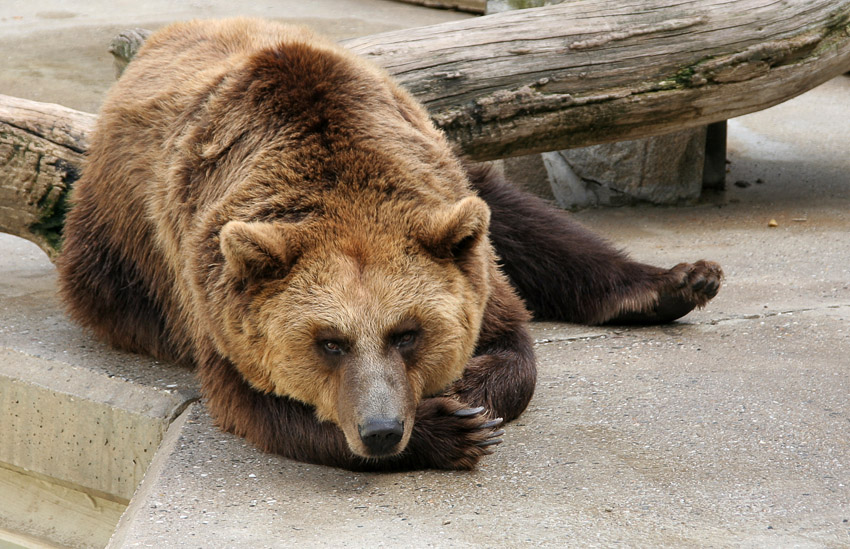 Braunbär
ist eine Säugetierart aus der Familie der Bären. 
(Ursidae)
Schlüsselwörter: Braunbär Bär