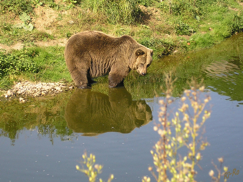 Wer sieht mich denn da an?
Kodiakbär
Zoom Gelsenkirchen

Schlüsselwörter: Zoom, Gelsenkirchen, Kodiakbär, Bär