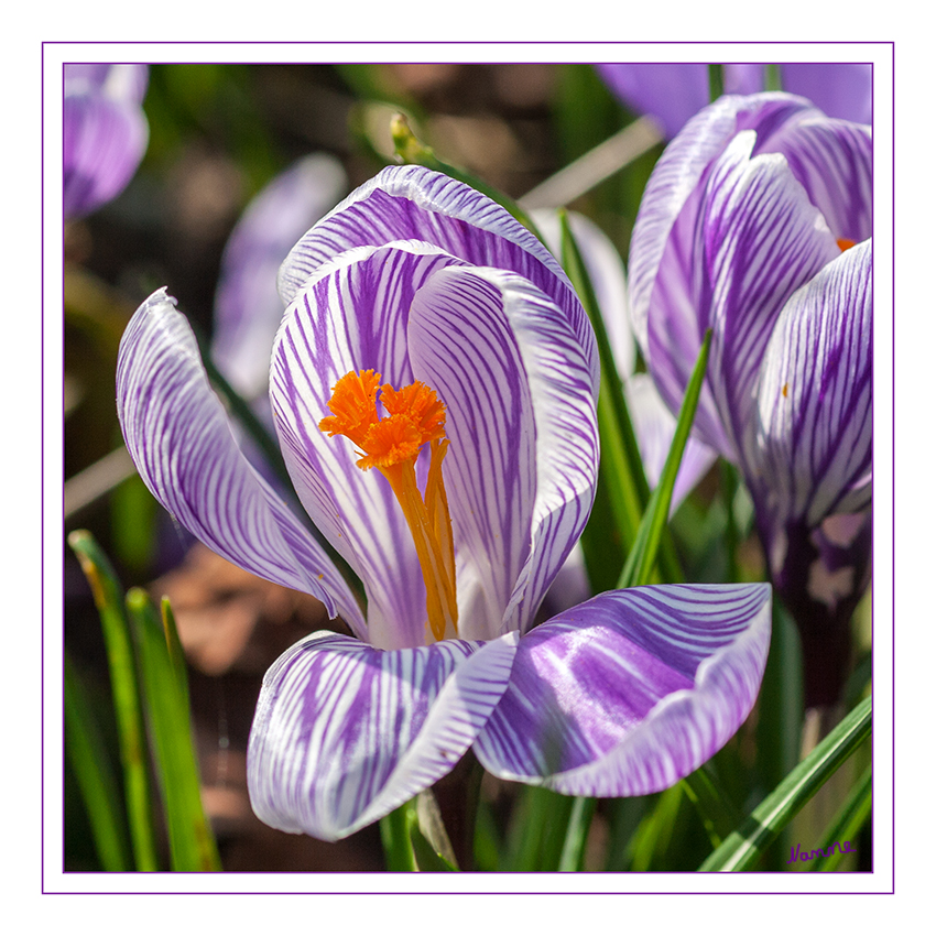 Bunt
Schlüsselwörter: Krokus