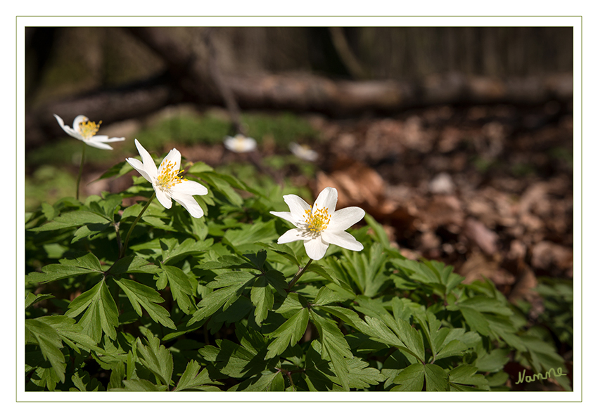 Buschwindröschen
Zur Blütezeit am Beginn des Erstfrühlings zwischen März und April/Mai fehlen grundständige Blätter. Im oberen Stängeldrittel befinden sich in einem Quirl (Wirtel) angeordnet drei deutlich, mindestens 1 Zentimeter lang gestielte, jeweils handförmig dreiteilige Hochblätter mit grob gesägten Abschnitten. Die Blattabschnitte sind zwei- bis dreimal so lang wie breit. Sie schützen die Blütenknospen und übernehmen so die Funktion des fehlenden Kelches. laut Wikipedia
Schlüsselwörter: Wald, Frühling, Buschwindröschen