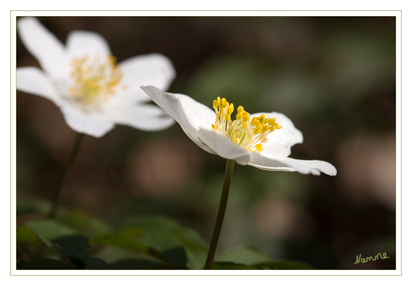 Buschwindröschen
Gewöhnlich entwickelt das Buschwindröschen nur eine Blüte (selten zwei) pro Pflanzenexemplar. Der Blütenstiel entspringt der Vereinigung der drei Hochblätter und ist mit zahlreichen kleinen nach oben gekrümmten Haaren besetzt. Die Blüte enthält sechs bis acht (selten: zwölf) weiße, außen leicht rosa getönte Perigonblätter. laut Wikipedia
Schlüsselwörter: Wald, Frühling, Buschwindröschen