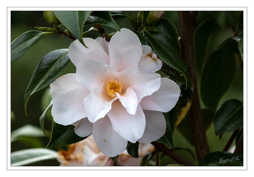 Kamelie 
(Camellia japonica) ist eine der bekanntesten Pflanzenarten innerhalb der Gattung der Kamelien (Camellia), die wiederum zur Familie der Teestrauchgewächse (Theaceae) gehören. Sie ist in Ostasien beheimatet und eng mit dem Teestrauch verwandt. Kamelien-Sorten sind in Europa beliebte Zierpflanzen. laut Wikipedia
Schlüsselwörter: Kamelie, weiß