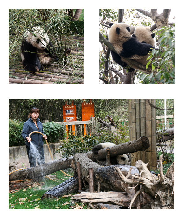 Großer Panda
Die Lebenserwartung eines Pandas in freier Wildbahn ist nicht bekannt. Ein Exemplar im San Diego Zoo erreichte ein Alter von etwa 34 Jahren, Der 1978 geborene und seit 1980 im Zoologischen Garten Berlins lebende Bao Bao erreichte ebenfalls ein Alter von 34 Jahren.
laut Wikipedia
Schlüsselwörter: Großer Panda China