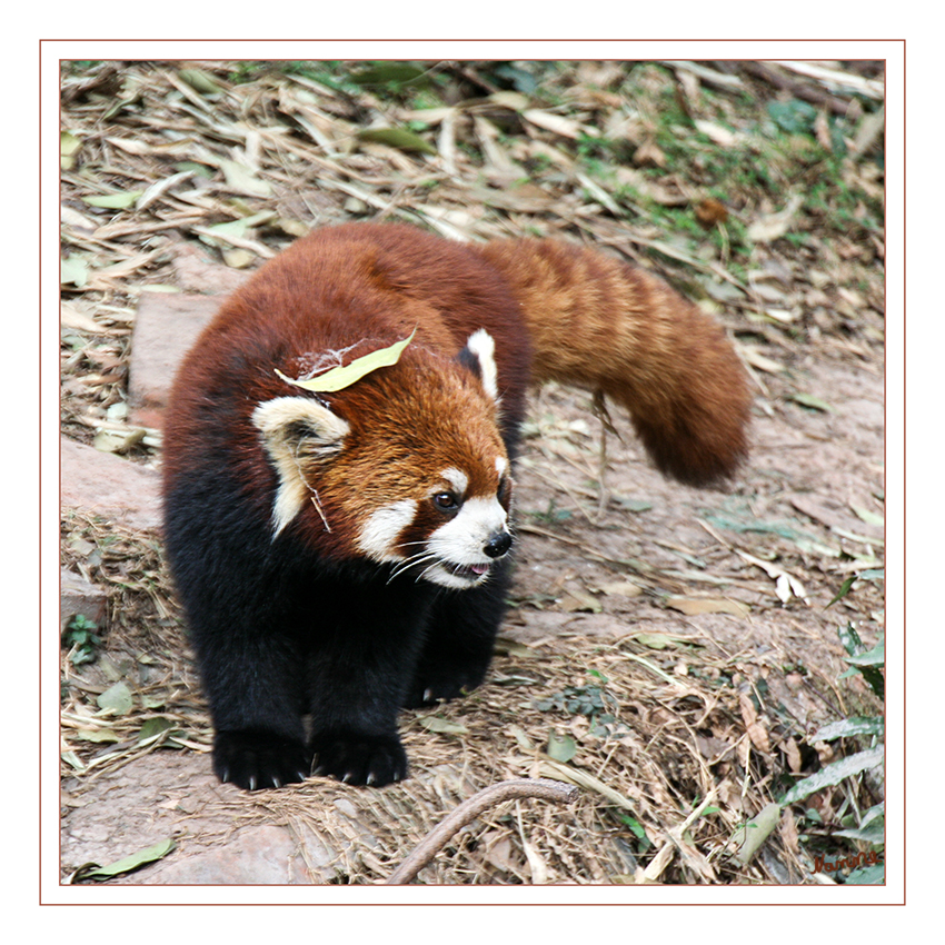 Roter Panda
Katzenbär, Feuerfuchs oder Roter Panda wird das rund einen Meter große Tier genannt. Allerdings hat er weder viel mit Füchsen noch mit den schwarz-weißen Namensvettern gemeinsam. Genetisch ist das Tier eher zwischen Marder, Stinktier und Waschbär einzuordnen.  Seit 2008 wird der Kleine Panda auf der Roten Liste gefährdeter Arten der Weltnaturschutzunion als „gefährdet“ geführt.
Schlüsselwörter: Roter Panda Chendu