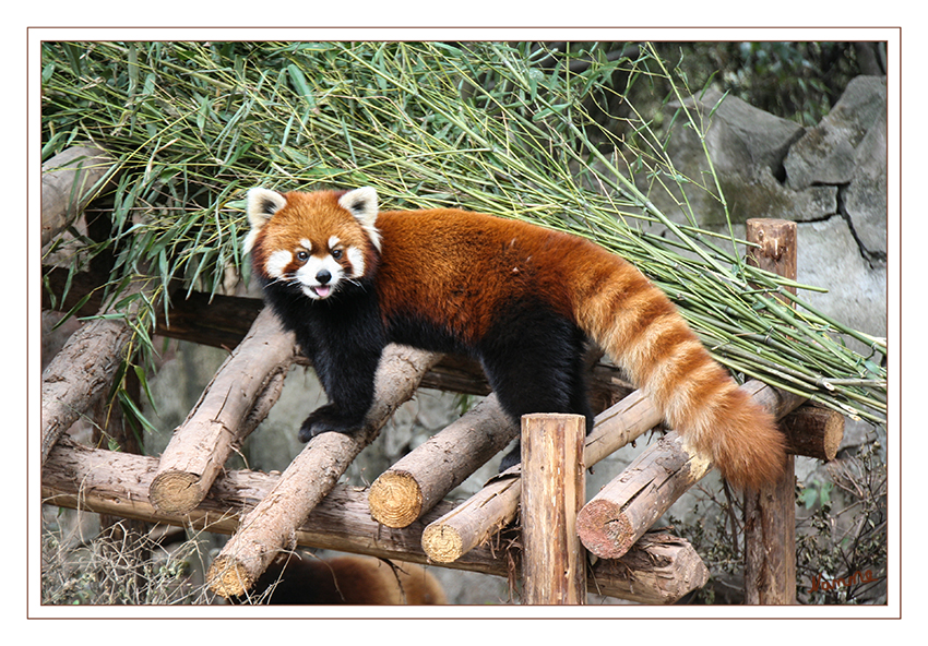 Kleiner Frechdachs
Kleine Pandas kommen in Nepal, Sikkim, im Norden von Bhutan und Indien, Myanmar bis China und Tibet vor. Sie bewohnen die Hänge des Himalaya auf einer Höhe von 1.500  bis 4.000 m. Die südliche Grenze ihrer Verbreitung liegt im Westen von Yunnan, die östliche im Westen von Sichuan.
Nach Schätzungen leben weniger als 10.000 erwachsene Exemplare in Freiheit.
Schlüsselwörter: Roter Panda Chendu