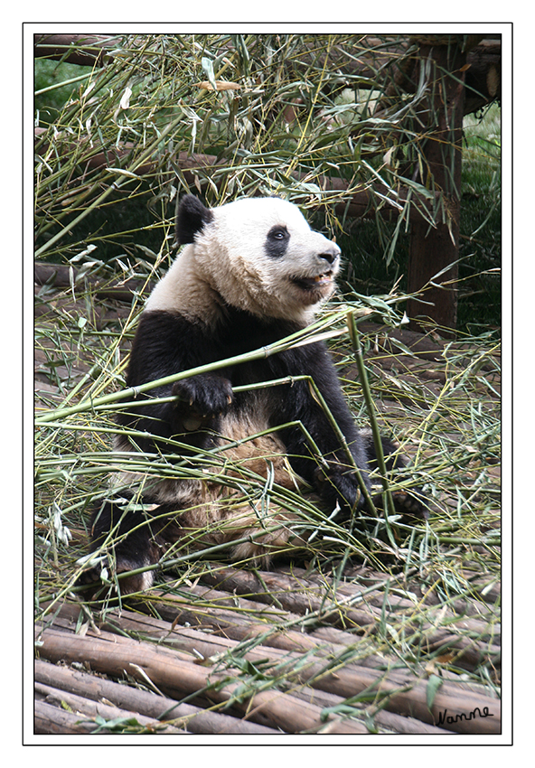 Chengdu Panda Research Base
Das Panda Zucht-und Forschungszentrum ist als ein gesicherter Lebensraum für Pandabären errichtet worden. Das Zucht-und Forschungszentrum ist mit Kreißsäalen, Zimmer, Schlafräumen, Sportplätzen und einer medizinischen Station ausgestattet.
Schlüsselwörter: Chengdu Panda Research Base