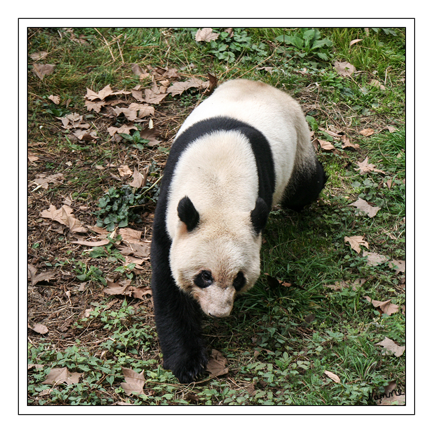 Großer Panda
sind in erster Linie Bodenbewohner, die allerdings gut klettern und schwimmen können. Das Fressen geschieht meist in einer sitzenden Haltung, so dass die Vorderpfoten frei sind, um nach Nahrung zu greifen. Die Tiere sind dämmerungs- oder nachtaktiv und schlafen bei Tage in hohlen Baumstämmen, Felsspalten oder Höhlen. 
laut Wikipedia
Schlüsselwörter: Großer Panda China