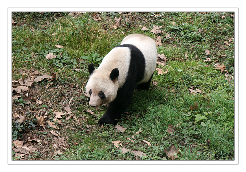 Chengdu Panda Research Base
Das Panda-Bären-Zucht-und Forschungszentrum von Chengdu wurde im Jahr 1987 errichtet und beschäftigt sich mit dem Schutz  und Zucht bedrohter Tierarten wie den Großen Pandabären, Rote Pandas, Schwarzhals-Kranichen usw.
Sie ist die größte und bekannteste Forschungsstation ihrer Art weltweit.
Schlüsselwörter: Chengdu Panda Research Base