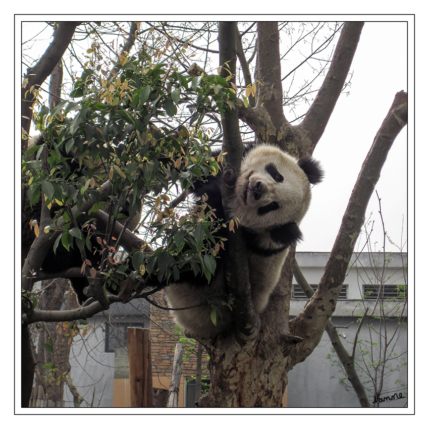Chengdu Panda Research Base
Jedes Jahr werden hier viele Pandababys geboren und in diesem Zucht-und Forschungszentrum lebt die größte Anzahl von gezüchtete Pandabären der Welt. 
Schlüsselwörter: Chengdu Panda Research Base