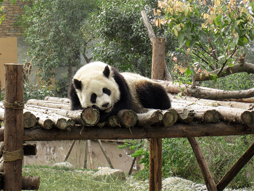 Chengdu Panda Research Base
Heute findet man Pandas nur noch in den subtropischen Gebirgsregionen der chinesischen Provinzen Sezuan, Gansu und Shanxi. Oder in Chengdu.

Schlüsselwörter: Chengdu Panda Research Base