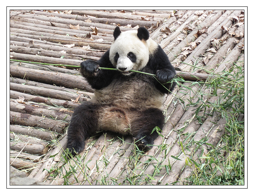 Großer Panda
(Ailuropoda melanoleuca), oft auch einfach als Pandabär bezeichnet, ist eine Säugetierart aus der Familie der Bären (Ursidae).
laut Wikipedia
Schlüsselwörter: Großer Panda China