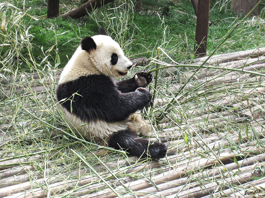 Chengdu Panda Research Base
Wegen der Zerstörung seiner natürlichen Umwelt, aber auch aus anderen Gründen ist der Riesenpanda das vermutlich berühmteste, vom Aussterben bedrohte Wildtier überhaupt.
Schlüsselwörter: Chengdu Panda Research Base